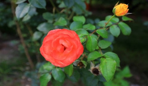 Commercial Roses Growing
