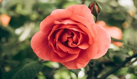 Growing Healthy Roses