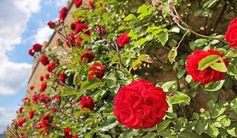 Plant Roses As Hedging