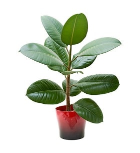 Rubber Plant (Ficus elastica)