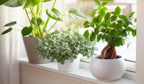 Bright Light Indoor Plants