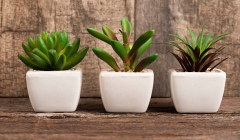 Choose The Right Size Planters