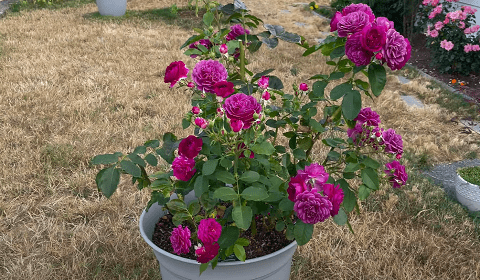 Growing Roses in Pots