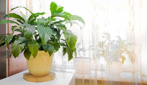 Indoor Plants for East-Facing Windows