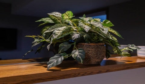 Low-Light Indoor Plants