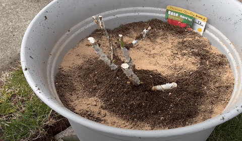 Prepare Soil for Growing roses in pots